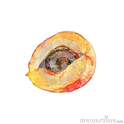 Watercolor half of apricot Cartoon Illustration