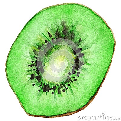 Watercolor half of exotic kiwifruit isolated vector Vector Illustration