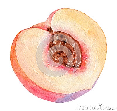 Watercolor half peach fruit with seed isolated on white background Stock Photo