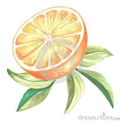 Watercolor half slice of oranges with leaves. Summer ripe, juicy, citrus fruit isolated. Hand drawn illustration healthy Cartoon Illustration