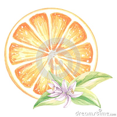 Watercolor half slices of oranges with flowers and leaves. Summer citrus fruit isolated. Hand drawn illustration healthy Cartoon Illustration