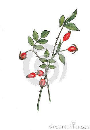 Watercolor illustration of wildrose branch with berrys. Cartoon Illustration