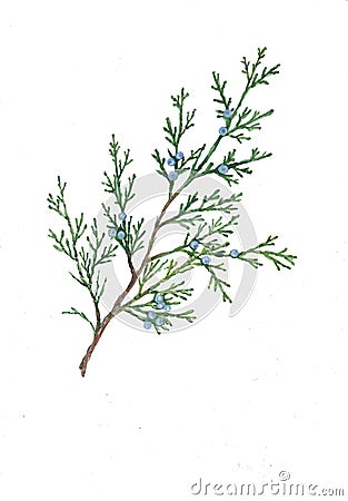 Watercolor botanical illustration of thuja branch. Cartoon Illustration
