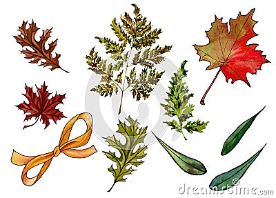 Watercolor Hand drawn autumn leaves set. Cartoon Illustration
