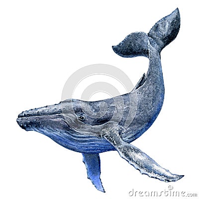 Blue whale watercolor hand drawn illustration isolated on white. Cartoon Illustration