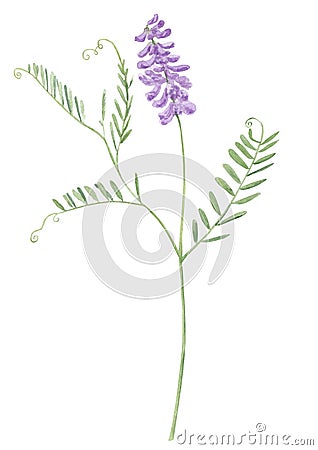 Watercolor wild field or meadow cow vetch flower Cartoon Illustration