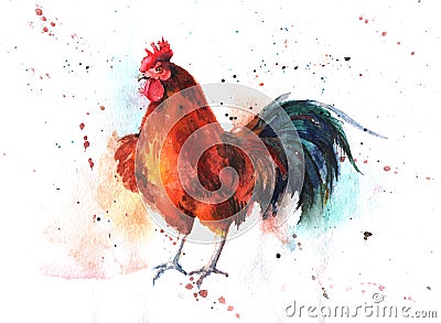 Watercolor hand-drawn bright-colored rooster Stock Photo
