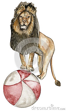 Watercolor hand drawn circus lion vintage style. A drawing of an lion on with a red ball. Perfect for wedding, invitations, blogs Stock Photo