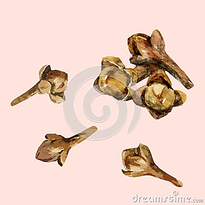 Watercolor hand drawn cloves Vector Illustration