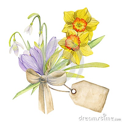 Watercolor hand drawn composition with spring flowers, crocus, snowdrops, daffodils, bow, gift tag. Isolated on white Stock Photo