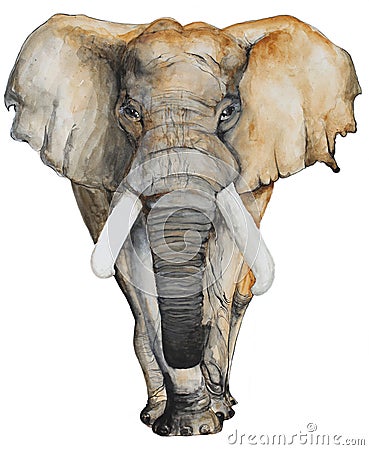 Watercolor hand drawn Elephant Stock Photo