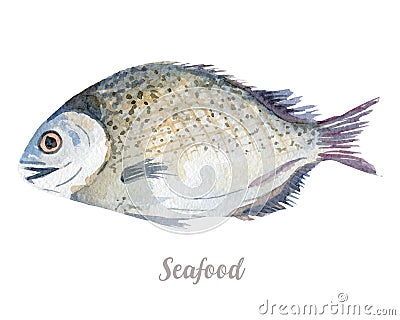 Watercolor hand drawn fish. fresh seafood illustration on white background Cartoon Illustration