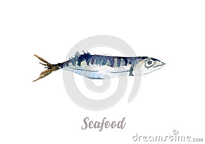 Watercolor hand drawn fish. fresh seafood illustration on white background Cartoon Illustration