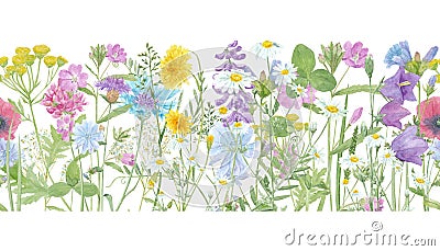 Watercolor hand drawn floral summer seamless border with wild meadow flowers clover, bluebell, cornflower, tansy, chamomile, cow Stock Photo