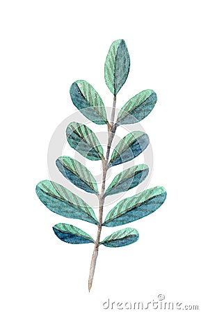 watercolor hand drawn fresh branch with dark green leaves isolated on white Stock Photo