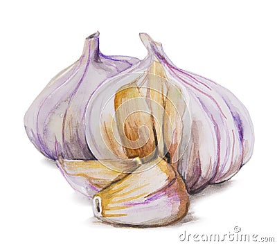Watercolor hand drawn garlic Stock Photo