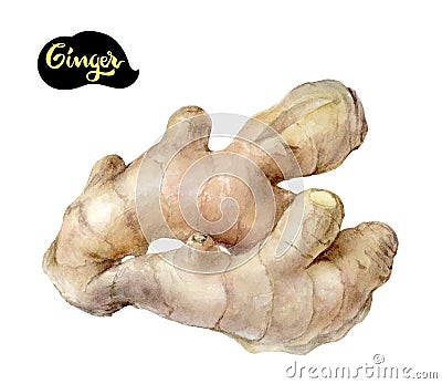 Watercolor hand drawn ginger root illustration. Isolated on white. Cartoon Illustration