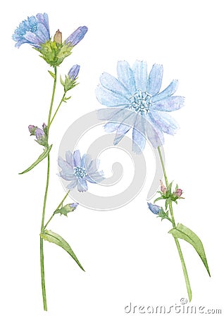 Watercolor hand drawn illustration with blue meadow flower of Chicory Cartoon Illustration