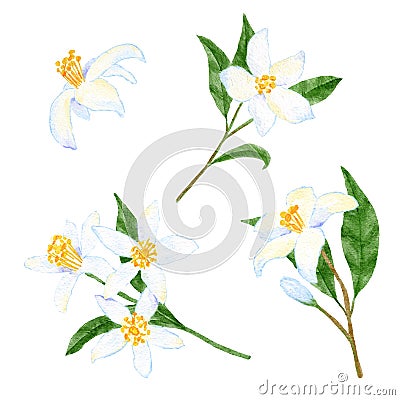 Watercolor hand drawn illustration of citrus lemons flowers with leaves. Elegant floral composition with white bloom Cartoon Illustration