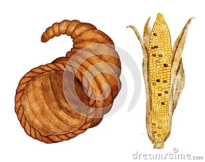 Watercolor hand drawn illustration of cornucopia basket with yellow ripe corn ear. Thanksgiving clipart for fall autumn Cartoon Illustration