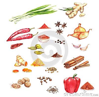 Watercolor hand drawn illustration with different spices Cartoon Illustration