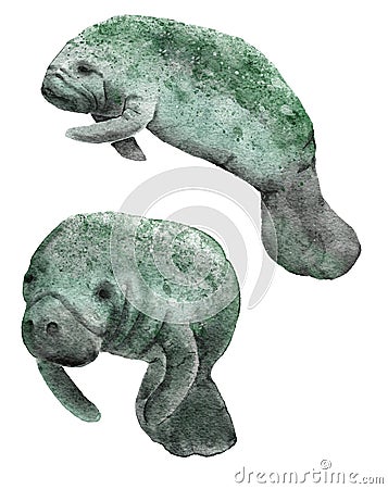 Watercolor hand drawn illustration of florida manatee marine animal. Sea ocea underwater mammal, endangered species in Cartoon Illustration