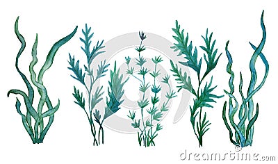 Watercolor hand drawn illustration green blue water seaweed algae marine food labels kelp laminaria spirulina organic Cartoon Illustration