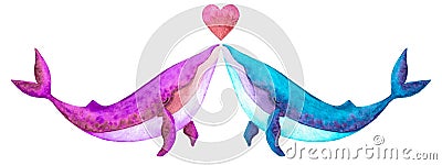 Watercolor hand drawn illustration of kissing couple of whales two colored pink and blue as boy and girl. Isolated Cartoon Illustration
