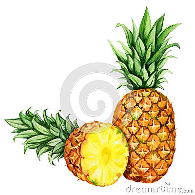 watercolor hand drawn illustration of pineapple with half ripe pineapple, sketch of tropical fruit, food illustration Cartoon Illustration