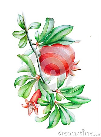 Watercolor illustration of the pomegranate tree branch Cartoon Illustration