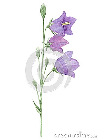 Watercolor hand drawn illustration with purple meadow flowers bluebell isol Cartoon Illustration