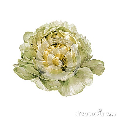 Watercolor hand drawn illustration of white peony Vector Illustration