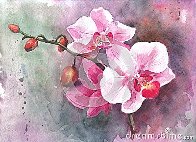 Watercolor hand-drawn orchid flowers Stock Photo