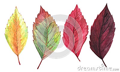 Watercolor hand drawn painted red, orange, burgundy, vinous, yellow, green colored autumn season leaves set Stock Photo