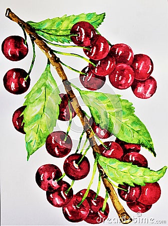 Watercolor painting of fresh organic vibrant red plump cherries Stock Photo