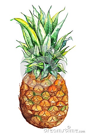Watercolor hand drawn pineapple exotic tropical fruit Stock Photo