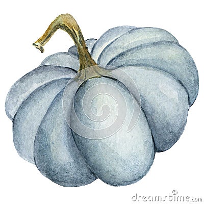 Watercolor pumpkin illustration isolated on the white background Cartoon Illustration