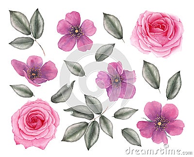 Watercolor hand drawn realistic rose flowers. Cartoon Illustration