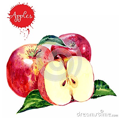 Watercolor hand drawn red apples. Isolated eco natural food fruit illustration on white background. Healthy food. Cartoon Illustration