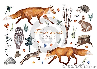 Watercolor hand drawn rural set with illustration of natural trees, forest animals fox, hedgehog, owl, hare, herbs Cartoon Illustration