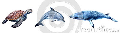 Watercolor hand drawn sea turtle, dolphin, minke whale realistic illustration isolated on white. Cartoon Illustration