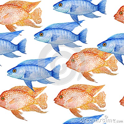 Watercolor hand drawn seamless pattern illustration of red texas and electric blue cichlid fresh water fish. Acquarium fish tank Cartoon Illustration