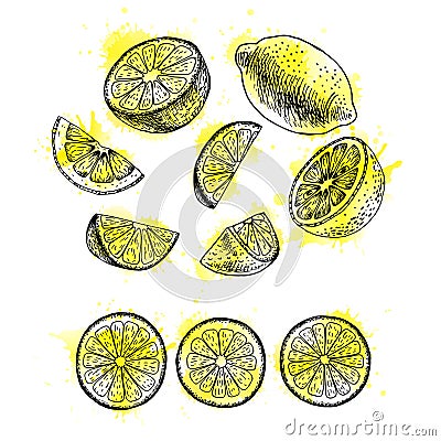 Watercolor hand drawn set of lemon. Vector sketch Vector Illustration