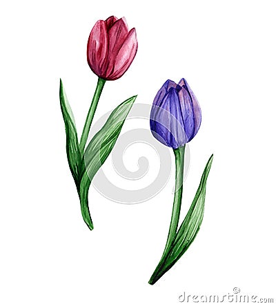 Watercolor hand drawn set of two colorful tulip flower. Delicate botanical artworks for trendy design Stock Photo