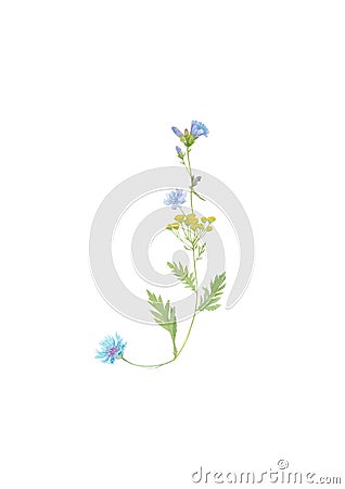 Watercolor hand drawn wild meadow flower alphabet collection. Letter J chicory, cornflower, tansy isolated on white background. Stock Photo