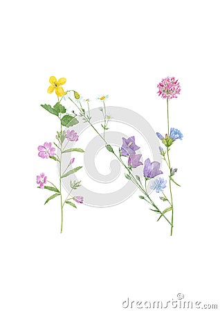 Watercolor hand drawn wild meadow flower alphabet collection. Letter N bluebell, clover, chamomile, chicory, celandine, fireweed Stock Photo