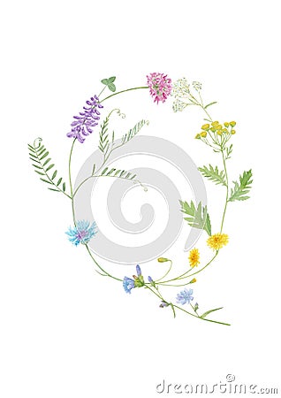 Watercolor hand drawn wild meadow flower alphabet collection. Letter Q cow vetch, dandelion, cornflower, chicory, clover, dandel Stock Photo