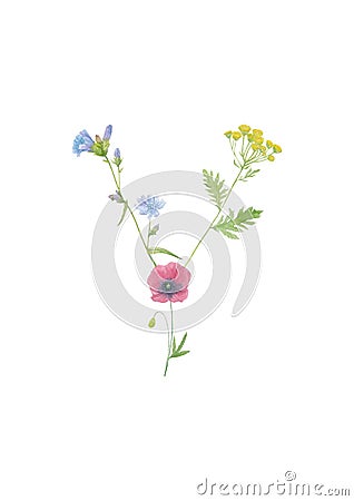 Watercolor hand drawn wild meadow flower alphabet collection. Letter Y chicory, poppy, tansy isolated on white background. Stock Photo