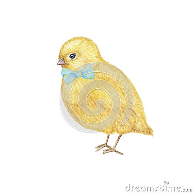 Watercolor hand drawn yellow chiken gentleman with bow. Colorful easter bird on white background. Cute illustration with Cartoon Illustration