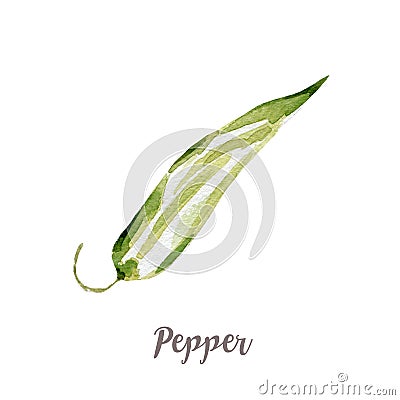 Watercolor hand drawngreen pepper. Isolated vegetable illustration on white background Cartoon Illustration